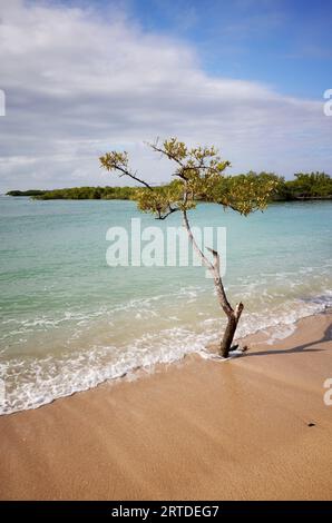 Leerer deutscher Strand (Playa de los Alemanes) mit Mangroven im Hintergrund auf der Insel Santa Cruz, Galapagos Nationalpark, Ecuador. Stockfoto