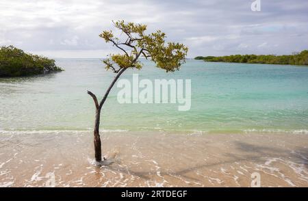 Leerer deutscher Strand (Playa de los Alemanes) mit Mangroven im Hintergrund auf der Insel Santa Cruz, Galapagos Nationalpark, Ecuador. Stockfoto