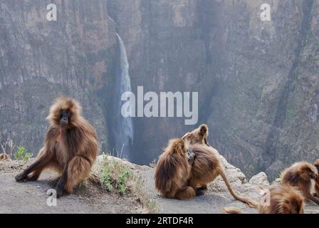 Gelada, Heropithecus Gelada, blutende Herzaffen oder auch Gelada-Pavian sind endemisch in den äthiopischen Hochländern, ihrem natürlichen Lebensraum in den Simien Stockfoto