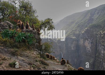 Gelada, Heropithecus Gelada, blutende Herzaffen oder auch Gelada-Pavian sind endemisch in den äthiopischen Hochländern, ihrem natürlichen Lebensraum in den Simien Stockfoto