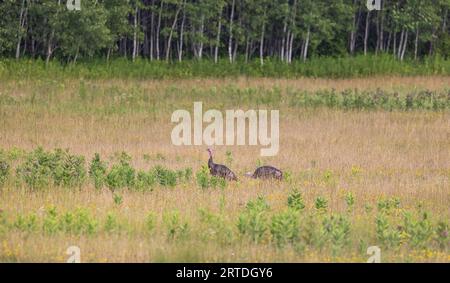 Zwei Gobbler fressen in einem nördlichen Wisconsin-Feld. Stockfoto