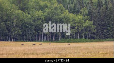 Östliche Wildtruthühner fressen sich auf einer Wiese im Norden Wisconsins. Stockfoto