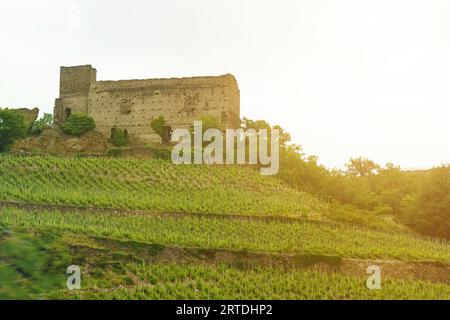 Blick auf ein Feld mit Weinbergen und einer verlassenen Kirche im Sonnenuntergang in Südfrankreich. Landwirtschaftliches Konzept. Selektive Schärfe Stockfoto