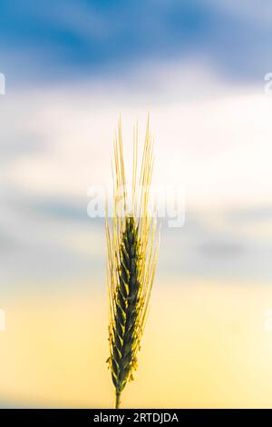 Sommerfarbenfeld nach der Getreideernte mit goldenem Himmel bei Sonnenuntergang am heißen Abend Stockfoto