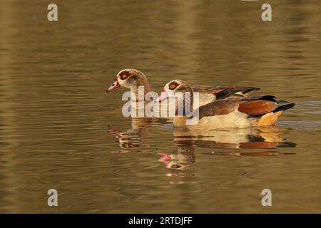 Eine Herde ägyptischer Gänse (Alopochen aegyptiaca), die friedlich in einem trüben Teich schwimmt Stockfoto