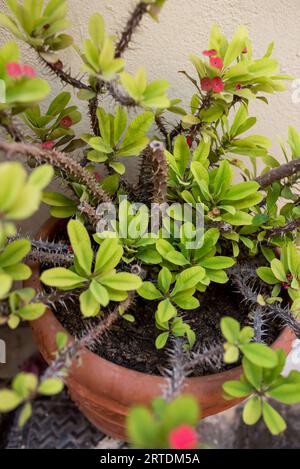 Euphorbia milii, die Dornenkrone, ist eine Art blühender Pflanze in der Familie der Euphorbiaceae. Stockfoto