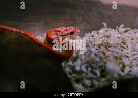 Maisschlange gefangen in einem Terrarium, farbige orange Schlange Stockfoto
