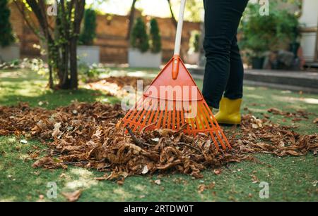 Heruntergefallene Blätter vom Rasen abrechen. Aufräumen von heruntergefallenen Blättern im Garten. Verwenden Sie einen Kunststoff-Rechen, um den Rasen von heruntergefallenen Blättern zu reinigen. Stockfoto