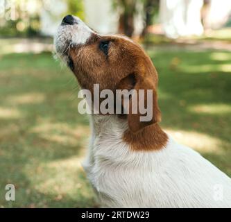 Porträt Jack Russell Terrier Nahaufnahme im Profil im grünen Hintergrund Stockfoto