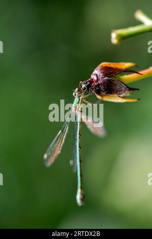 Makroaufnahme einer grünen blauen Libelle, die auf einer verdorbenen Blume sitzt Stockfoto