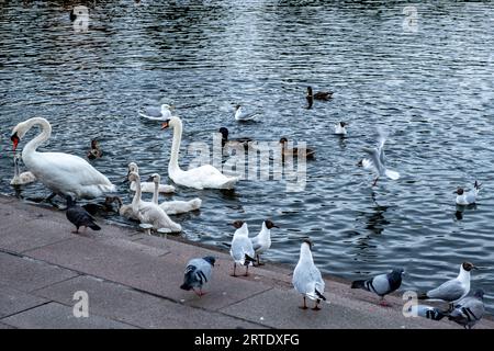 Enten, Schwäne, Möwen und Tauben auf einem Steg und im Wasser warten auf Nahrung Stockfoto