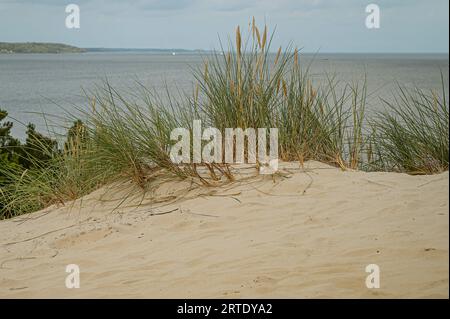 Sanddünen und Weidelgras im Vordergrund mit Textraum und das Meer im Hintergrund, Hvidbjerg, Vejle, Dänemark, 3. September, 2023 Stockfoto