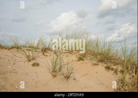 Sanddünen und Weidelgras im Vordergrund unter hellem Himmel, Hvidbjerg, Vejle, Dänemark, 3. September, 2023 Stockfoto