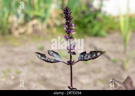 Violette Basilikumblüten vor dem Hintergrund von Gemüsegarten. Garten, Cottage, Landschaft. Stockfoto