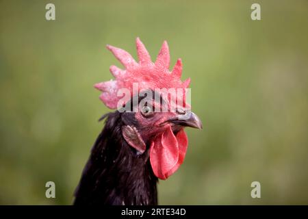 Nahaufnahme eines Menorca-Hahns auf einer Farm in Kansas, USA; Lindsborg, Kansas, USA Stockfoto