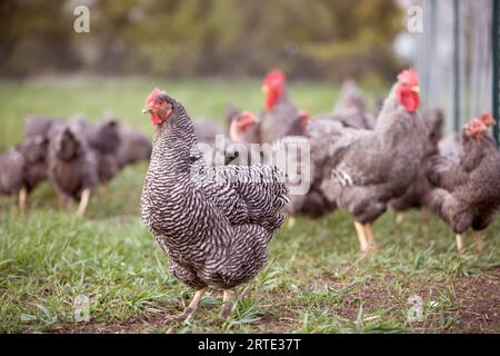 Freizügige Plymouth Rock Hühner auf einer Farm in Kansas, USA; Elgin, Kansas, Vereinigte Staaten von Amerika Stockfoto