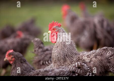 Barred Plymouth Rock Chicken Free Ranging auf einer Farm in Kansas, USA; Elgin, Kansas, Vereinigte Staaten von Amerika Stockfoto