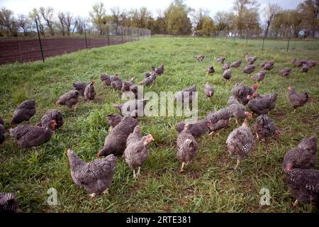 Freizügige Plymouth Rock Hühner auf einer Farm in Kansas, USA; Elgin, Kansas, Vereinigte Staaten von Amerika Stockfoto