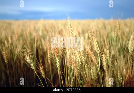 Winterweizen auf einem Bauernhof; Linn, Kansas, Vereinigte Staaten von Amerika Stockfoto