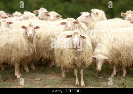 Schafherde (Ovis aries) versammeln sich auf einem Feld an den Hängen in der Nähe von Pienza, Toskana; Pienza, Toskana, Italien Stockfoto