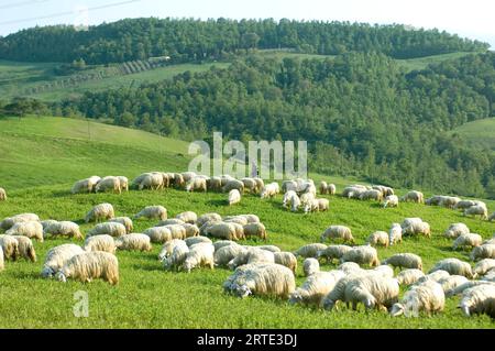 Schafherde (Ovis aries) weidet auf einem Feld an den Hängen in der Nähe von Pienza, Toskana; Pienza, Toskana, Italien Stockfoto