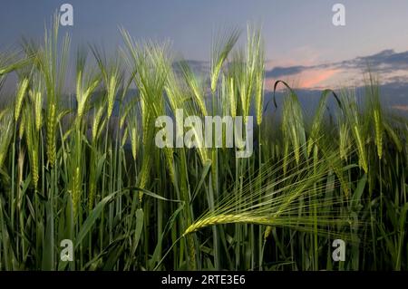 Licht spielt auf Weizenstängeln, während die Sonne untergeht; Pienza, Toskana, Italien Stockfoto