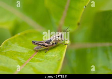 Nymphe differentielle Grashüpfer (Melanoplus differentialis) sitzt auf einem Blatt; Lincoln, Nebraska, Vereinigte Staaten von Amerika Stockfoto