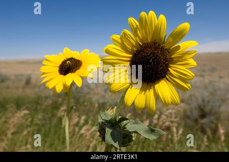 Nahaufnahme von Sonnenblumen (Helianthus annuus) in Blüte mit Blick auf ein Feld und Horizont in der Ferne und eine Hummel, die über einem der... Stockfoto