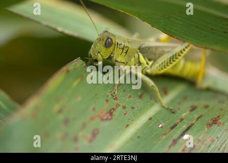 Der differenzierte Heuschrecken (Melanoplus differentialis) ernährt sich von einem Maisblatt; Lincoln, Nebraska, Vereinigte Staaten von Amerika Stockfoto