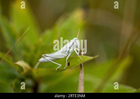 Cudweed Grashüpfer (Hypochlora alba) auf einem Pflanzenblatt; Denton, Nebraska, Vereinigte Staaten von Amerika Stockfoto