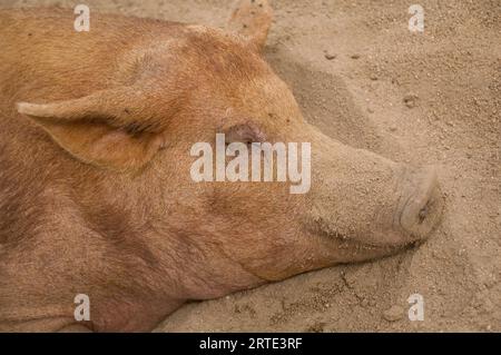 Tamworth Pig (Sus scrofa scrofa), eine seltene Hausrasse, die in einem Zoo im Sand schläft; Wichita, Kansas, Vereinigte Staaten von Amerika Stockfoto