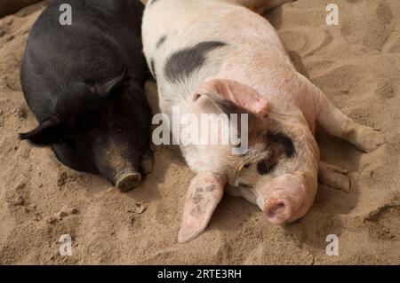 Gloucesteshire altes Spot-Schwein im Sand liegend mit einem Maulfussschwein (Sus scrofa scrofa), das nebeneinander in einem Zoo schläft, zwei der vielen seltenen Hausschweine... Stockfoto