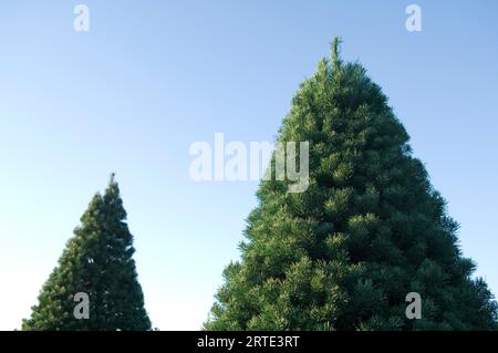 Pinus sylvestris (Pinus sylvestris) auf einer Baumfarm vor blauem Himmel; Blue Hill, Nebraska, Vereinigte Staaten von Amerika Stockfoto