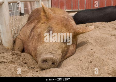 Tamworth Pig (Sus scrofa scrofa), eine seltene Hausrasse, die in einem Zoo im Sand schläft; Wichita, Kansas, Vereinigte Staaten von Amerika Stockfoto