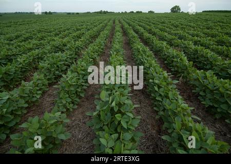 Reihen von Sojabohnenpflanzen (Glycine max) auf einem Bauernhof in Nebraska, USA; Cortland, Nebraska, Vereinigte Staaten von Amerika Stockfoto