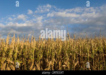 Maisfeld zur Erntezeit; Bennet, Nebraska, Vereinigte Staaten von Amerika Stockfoto