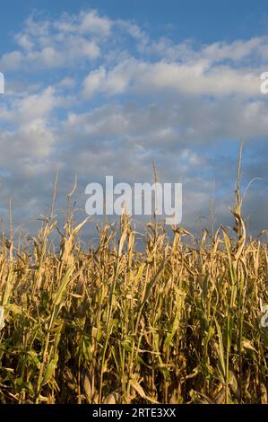 Maisfeld zur Erntezeit; Bennet, Nebraska, Vereinigte Staaten von Amerika Stockfoto