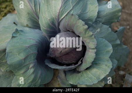 Kohl, der in einem Garten angebaut wird; Lincoln, Nebraska, Vereinigte Staaten von Amerika Stockfoto