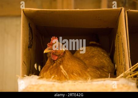 Hühner (Gallus gallus domesticus), die in einer Kiste in einer Scheune leben; Davey, Nebraska, Vereinigte Staaten von Amerika Stockfoto