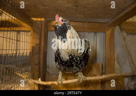 Hahn in einem Hühnerstall; Davey, Nebraska, Vereinigte Staaten von Amerika Stockfoto