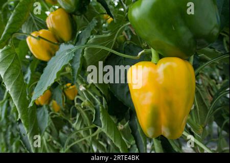 Gelbe Paprika, die auf Pflanzen in einer Gemüsebaumschule angebaut werden; Stanley, Falklandinseln Stockfoto