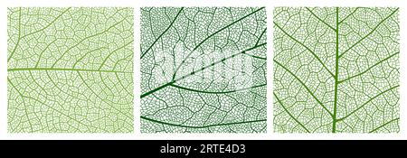 Nahaufnahme von grünem Blattstrukturmuster, Blattmusterhintergrund mit Adern und Zellen. Vektorvenationsstruktur von Baumpflanzeblättern, abstrakte Mosaikkkulisse von Birken- oder Ahornblattflächen Stock Vektor
