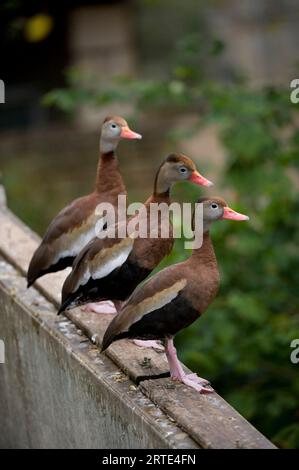 Drei Schwarzbauchenten (Dendrocygna autumnalis) stehen in einer Reihe an einer Wand; San Antonio, Texas, Vereinigte Staaten von Amerika Stockfoto