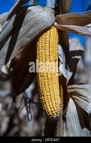 Nahaufnahme eines getrockneten Maisohrs mitten auf einem Feld in Nebraska, USA; Valparaiso, Nebraska, USA Stockfoto