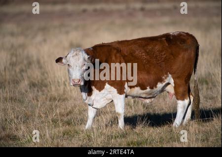 Porträt einer Hereford-Kuh, die im Sonnenlicht steht; San Antonio, New Mexico, Vereinigte Staaten von Amerika Stockfoto