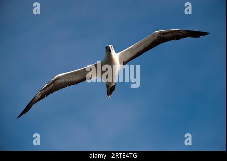 Die weiße Morph des Rotfüßlers (Sula sula) fliegt in einem blauen Himmel über San Cristobal Island im Galapagos Islands National Park Stockfoto