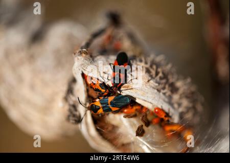 Große Milkweed-Käfer (Oncopeltus fasciatus) auf Milkweed-Pflanzen bei Ryerson Woods in Deerfield, Illinois, USA Stockfoto