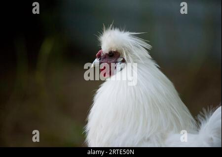 Porträt eines Silkie-Huhns (Gallus gallus domesticus); Murdock, Nebraska, Vereinigte Staaten von Amerika Stockfoto