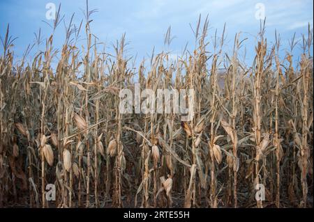 Maisreife; Roca, Nebraska, Vereinigte Staaten von Amerika Stockfoto