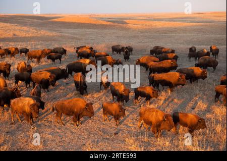 Herde of Bison (Bison Bison) auf einer Ranch; Valentine, Nebraska, Vereinigte Staaten von Amerika Stockfoto